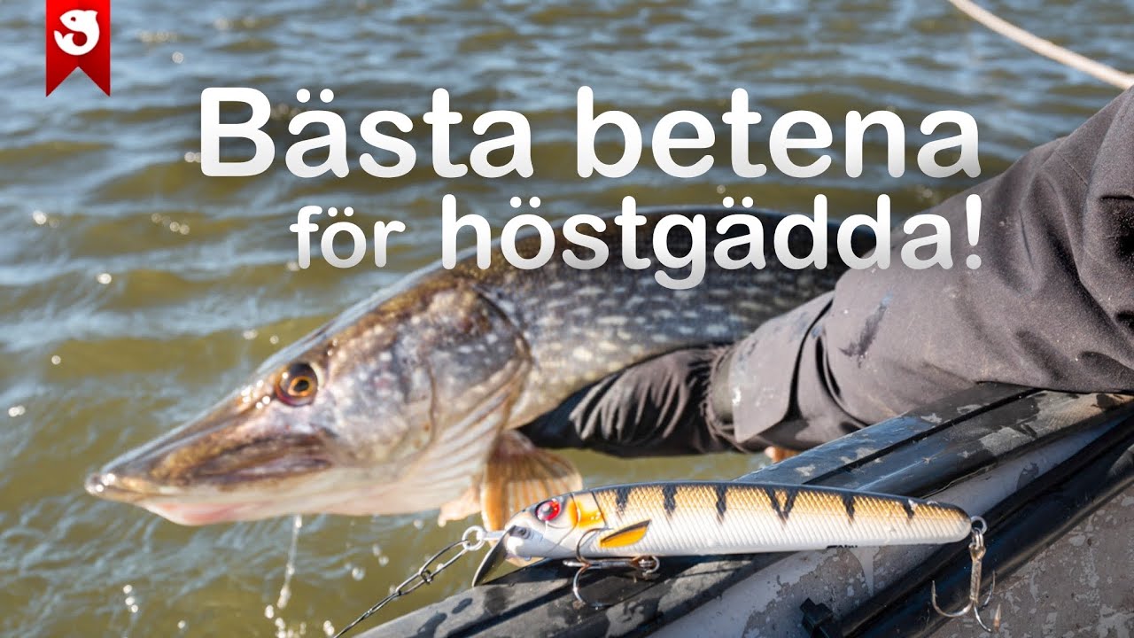 Mina 3 BÄSTA BETEN för HÖSTGÄDDAN!