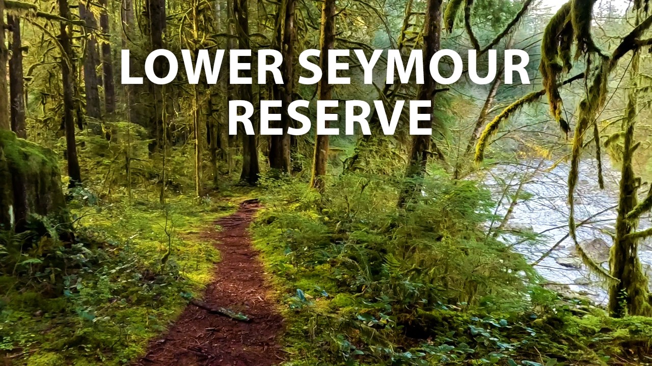 Relaxing Forest Walk through the Lower Seymour Conservation Reserve