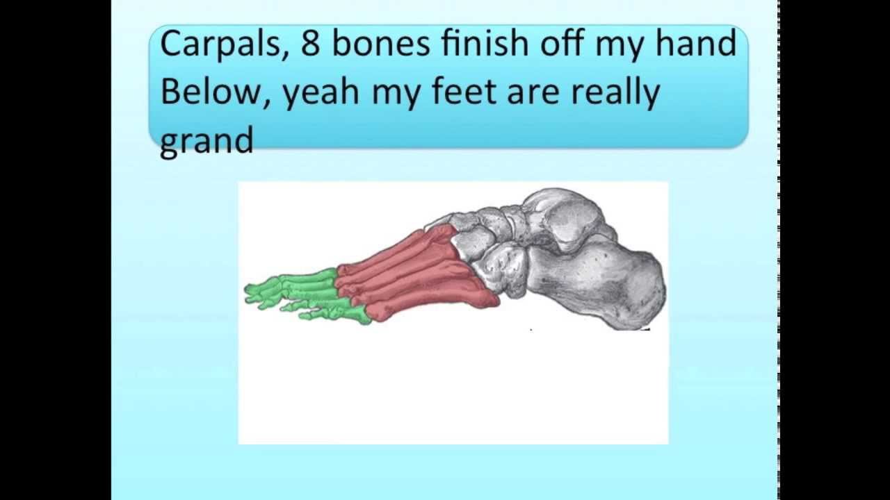 Hands and Feet Bones Song