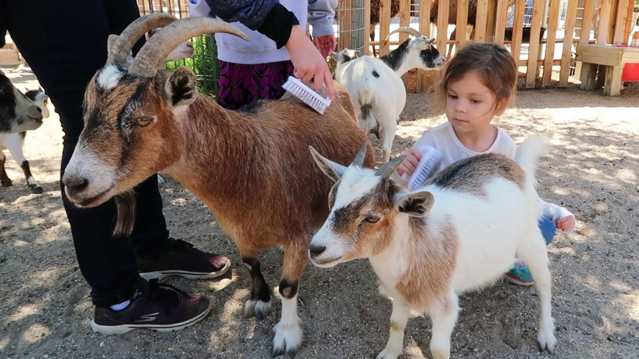 Goats And Tigers And Bears Oh My!