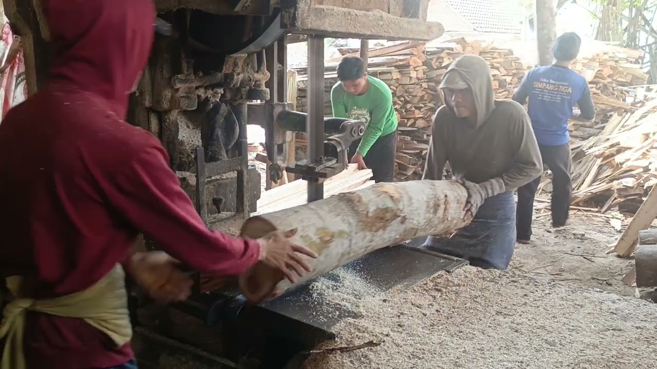 UNTUNG BESAR POTONG KAYU SENGON 