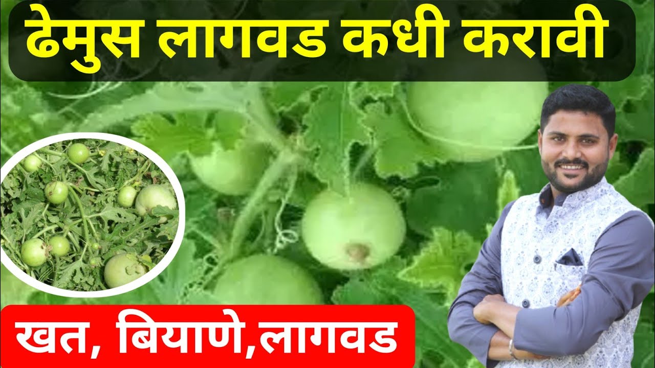 ढेमसे / टिंडा लागवड कधी करावी | dhemus lagvad kdhi kravi // बेस्ट जाती @rahulshindekrushi