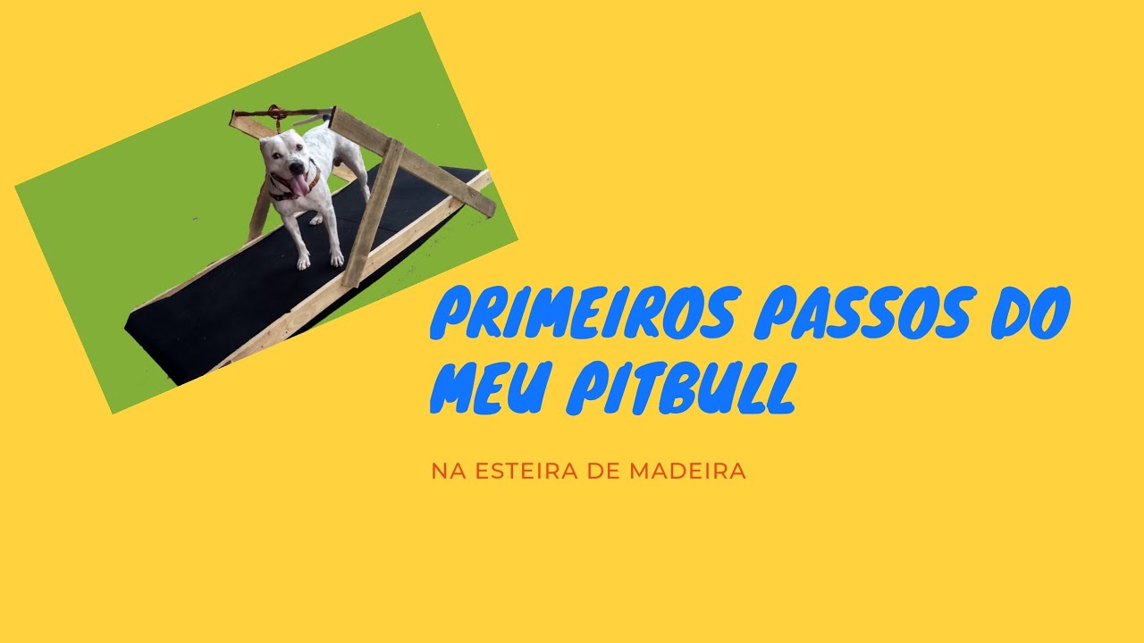 Os Primeiros passos do Meu Cachorro na Esteira de madeira.