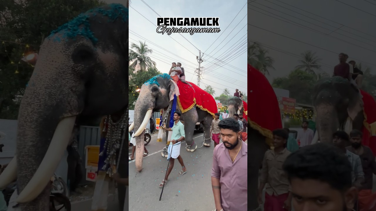 Pengamuck Perunnal Gajasangamam #shorts #pengamuck #perunnal2025 #gajasangamam #ytviral #trending