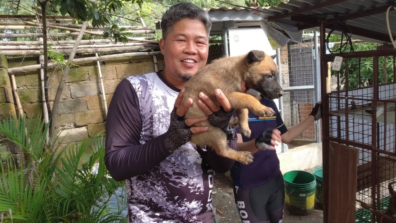 Vlog 69: 1ST BUYER DALAMAN OF HARABAS | BELGIAN MALINOIS @Harabas