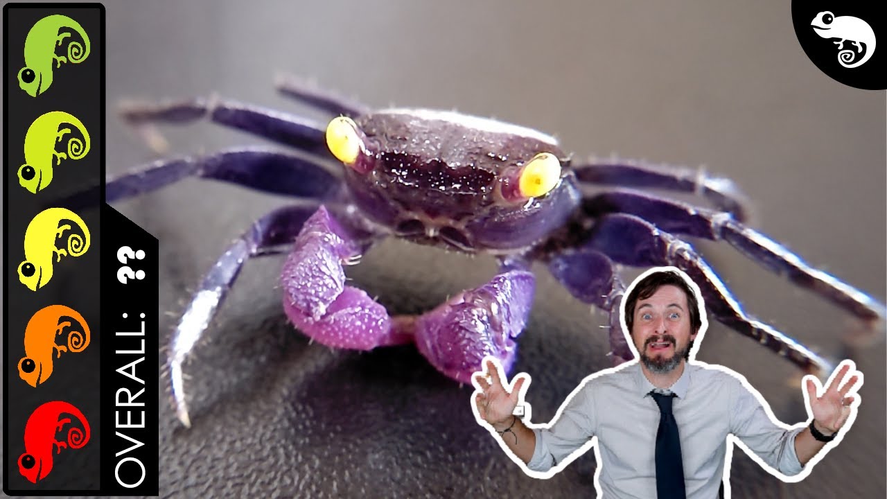 Vampire Crab, The Best Pet Crustacean?