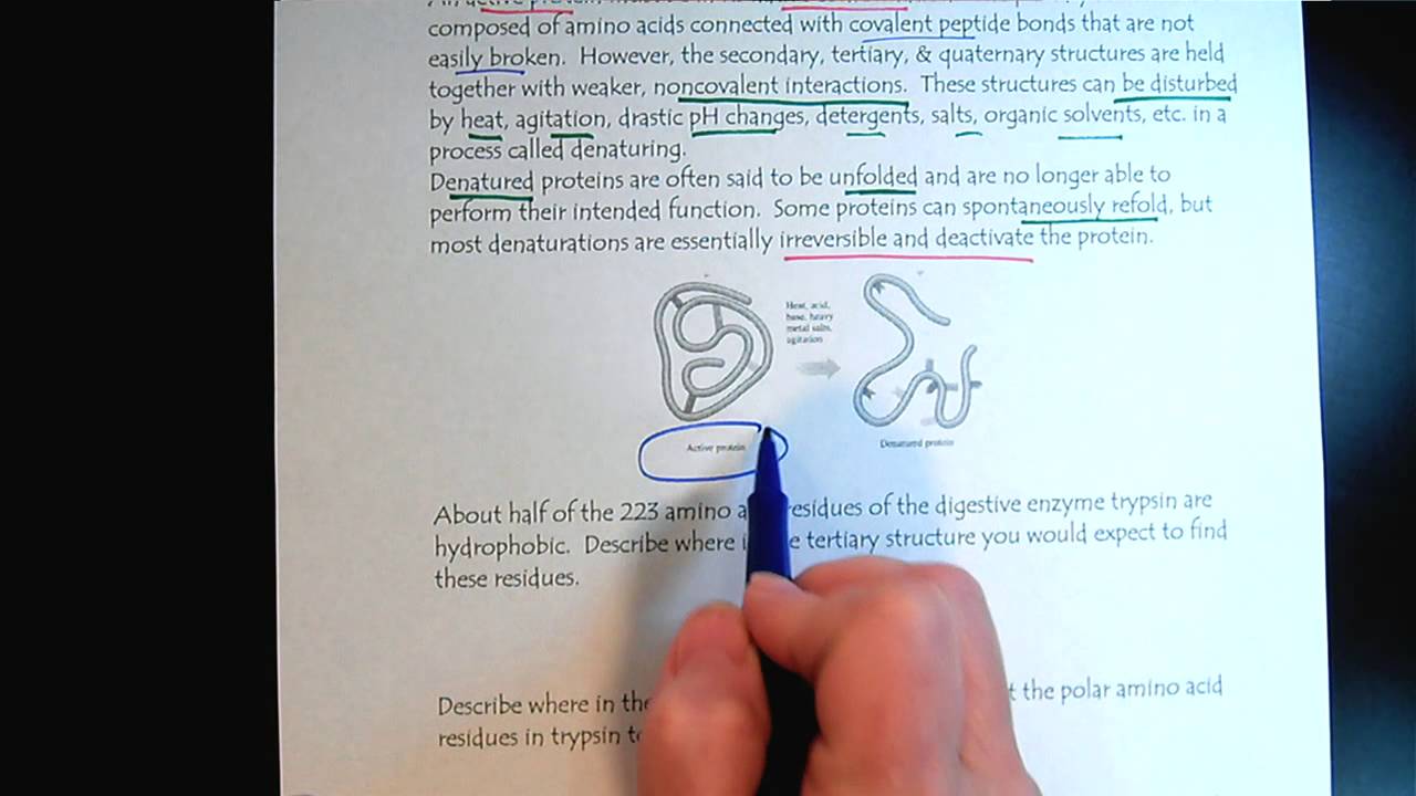 Chem 309 Proteins & Enzymes Part 7 Quarternary Structure of Proteins