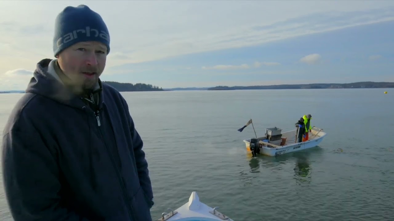Diving for Sea Scallops in Freezing Waters | Sustainable Harvesting in Maine