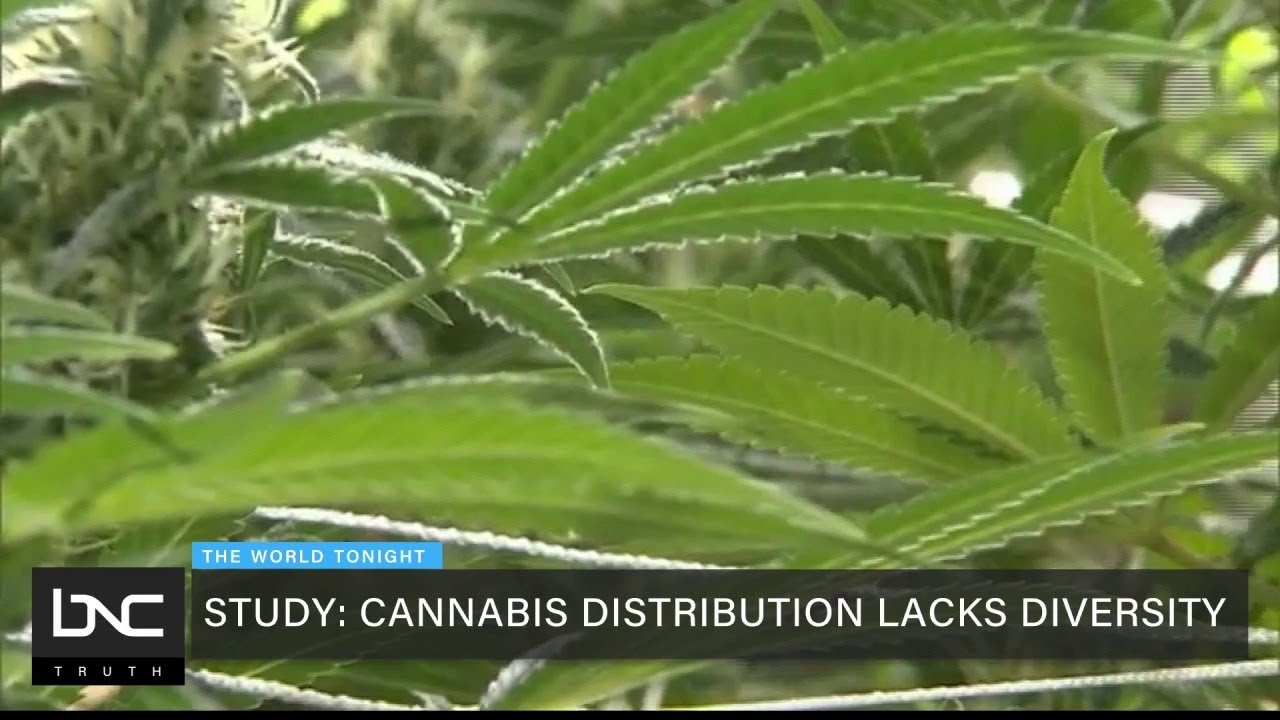 Study: Cannabis Distribution Lacks Diversity