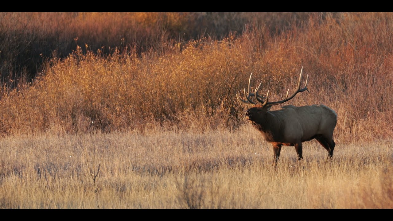 Ultimate Teton Elk Rut 2021-Wildlife Photography-Jackson Hole/Grand Teton Park/Yellowstone Park