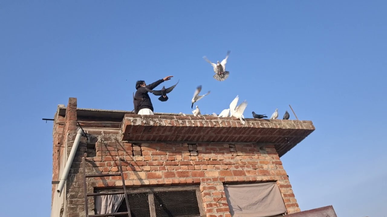 # ♥️🕊🕊♥️🕊🕊♥️kabutar #pigeon #pigeons #birds #kabootar #pigeonpose #pigeonlove #kabutarbazi #bird