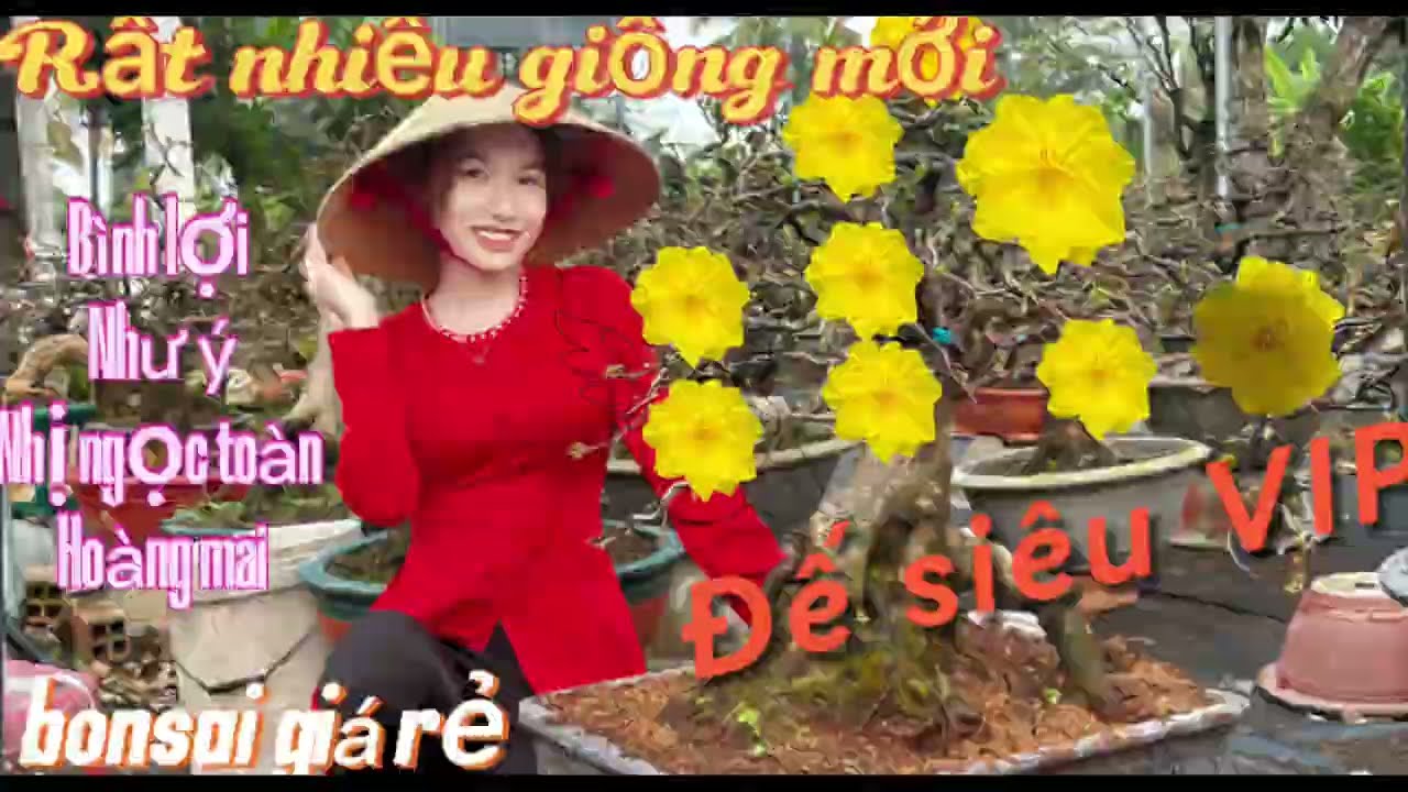 ☎️0386272201 ( Én Nhi ) Mai vàng bonsai giá siêu rẻ và nhiều giống mai mới 🌼☎️.