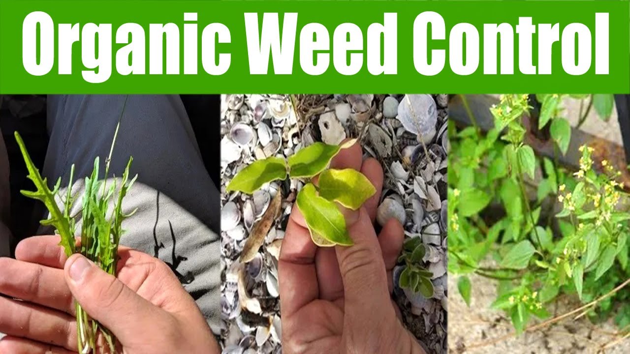 Understanding Organic Weed Control Methods