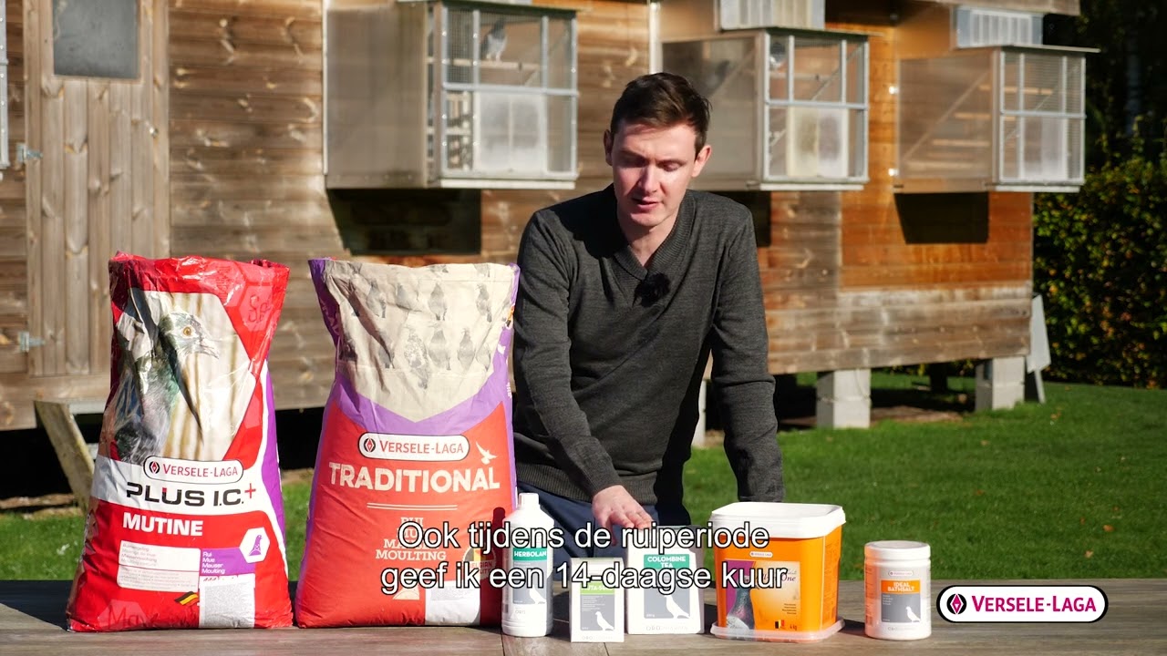 Voedingstips voor duivenkwekers van Jelle De Bock - ruiperiode