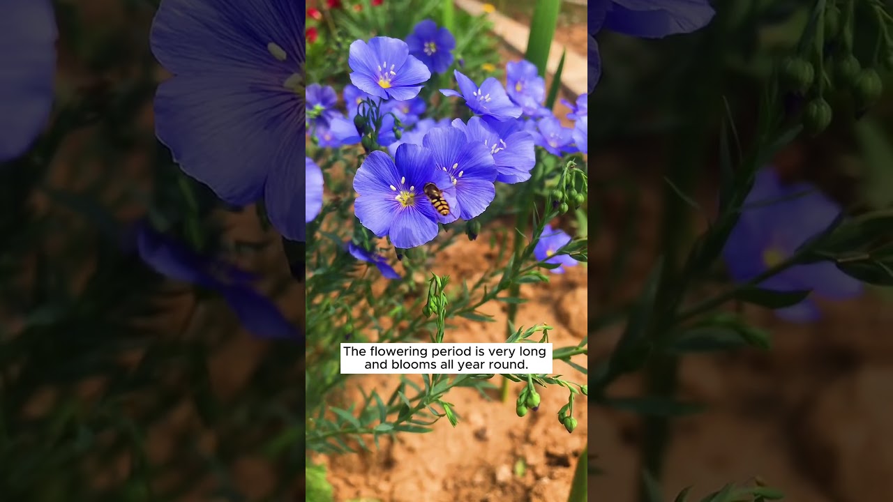 💙Perennial Linum perenne has delicate blue flowers. #garden #flowers