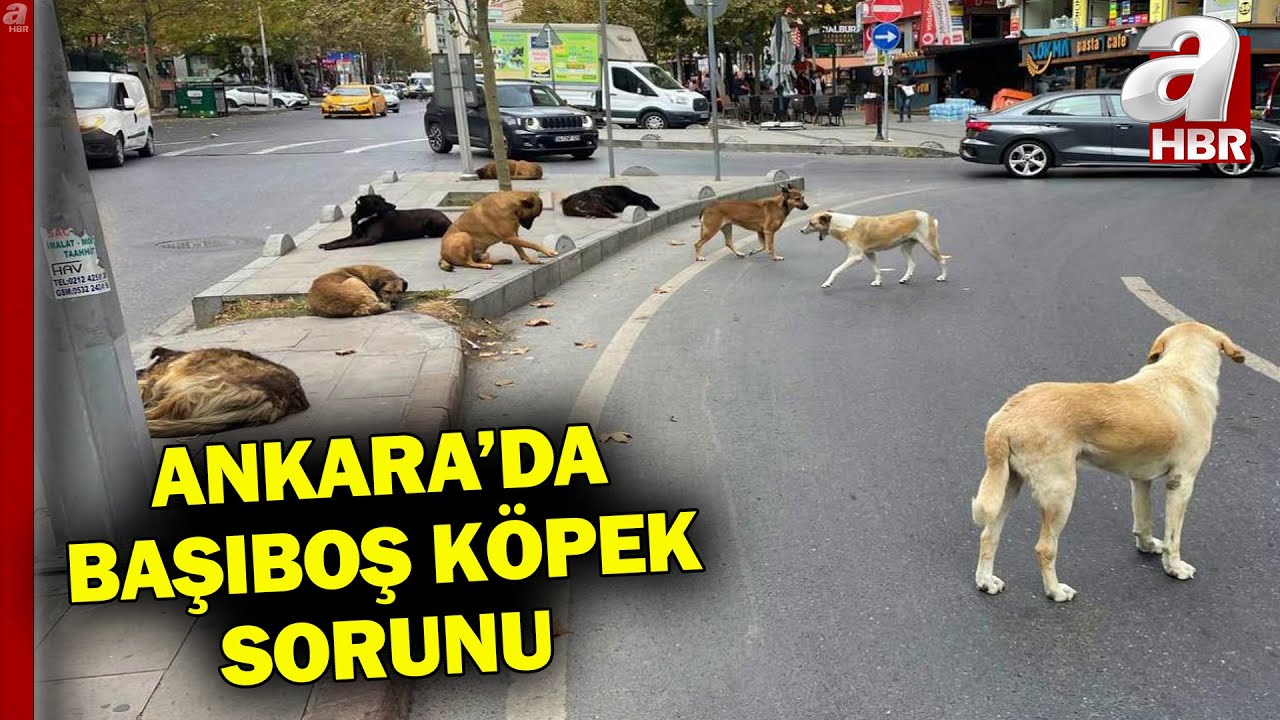 Ankara'da Başıboş Köpek Sorunu! Kadın Ve Çocuklar Sokağa Çıkamaz Hale Geldi l A Haber
