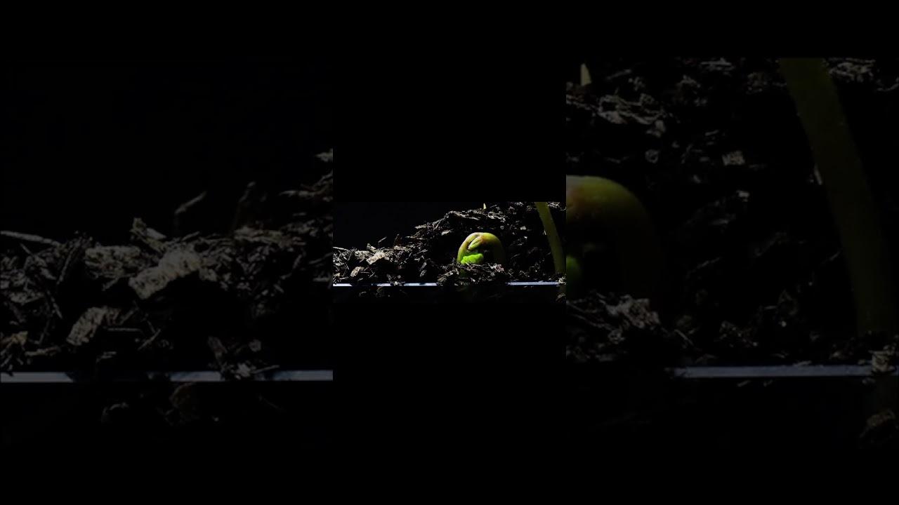 10xPURE-GOLD Gourmet Black Coffee enriched with CBDa