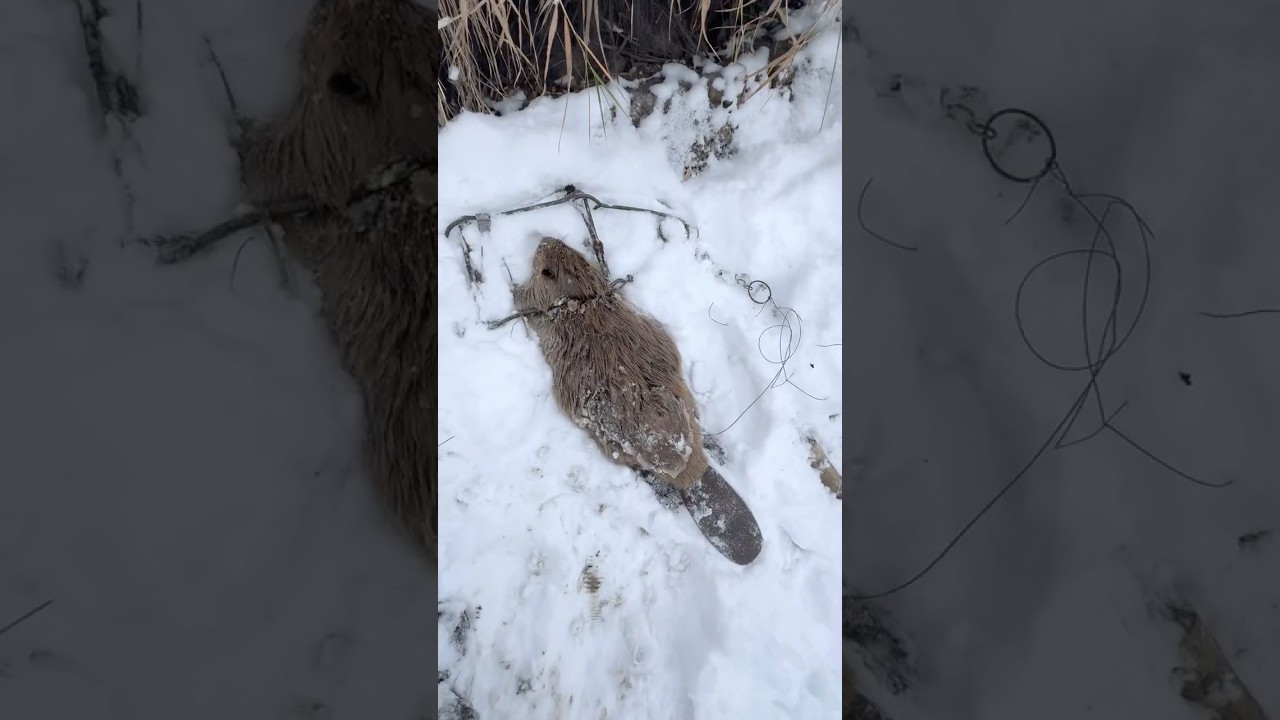 First Ever Beaver!! Winter Beaver Trapping