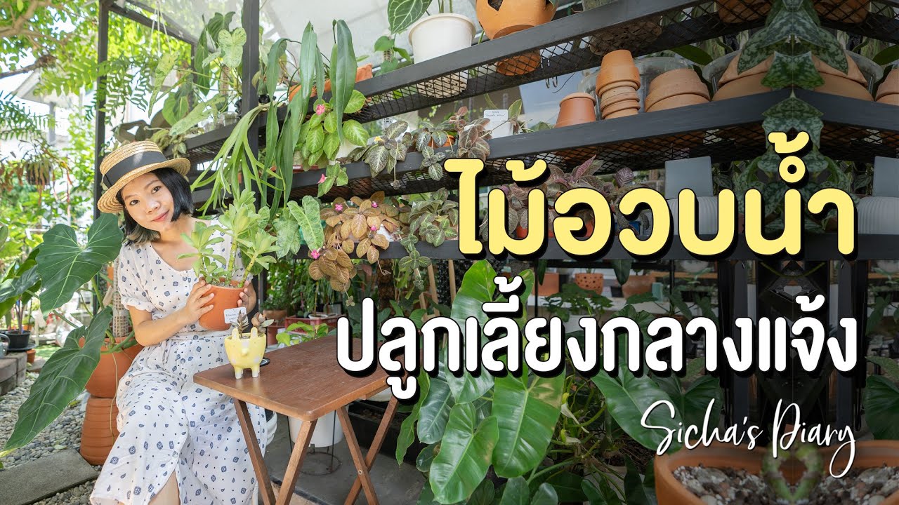 รีวิวไม้อวบน้ำ ปลูกเลี้ยงกลางแจ้ง #ไม้อวบน้ำ #ไม้กลางแจ้ง