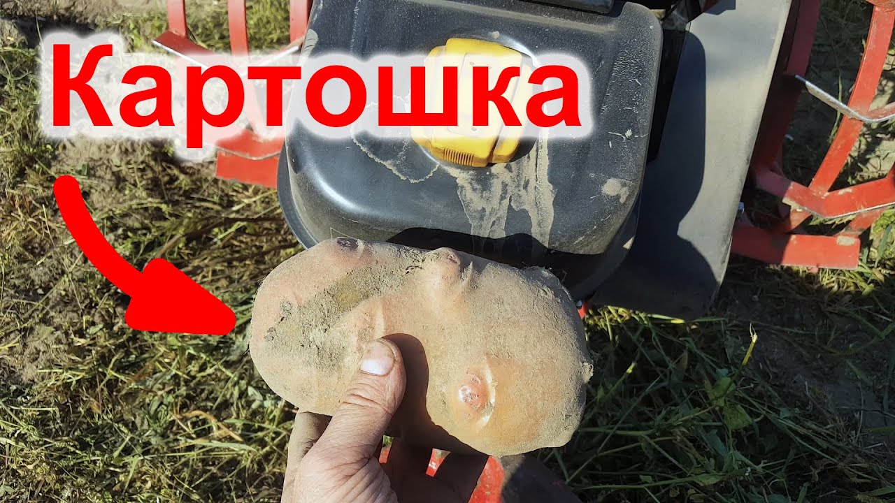 Копаем картошку грохотной копалкой. Мотоблок Салют 100.