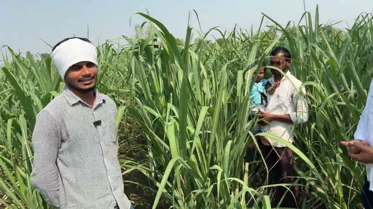 विक्रमी उत्पादनासाठी Agronest