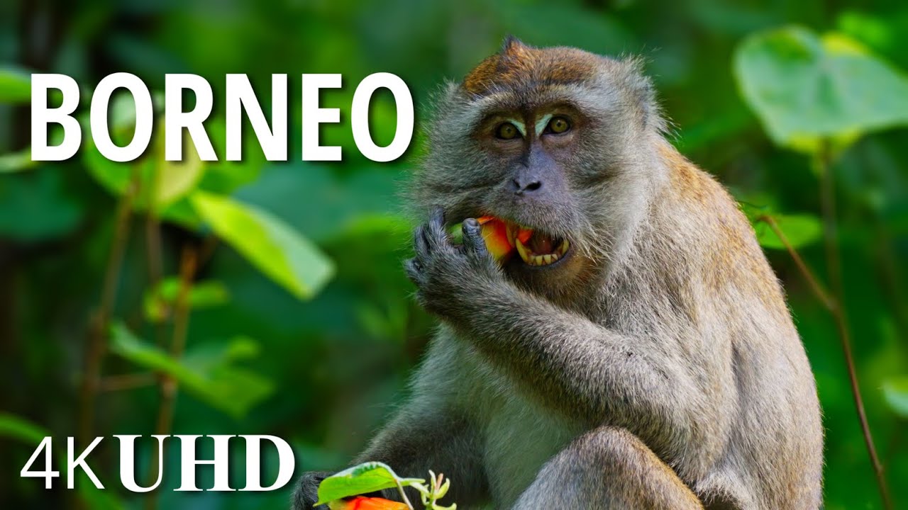 BORNEO (1 HOUR) - Nature and Wildlife 4K, 60fps