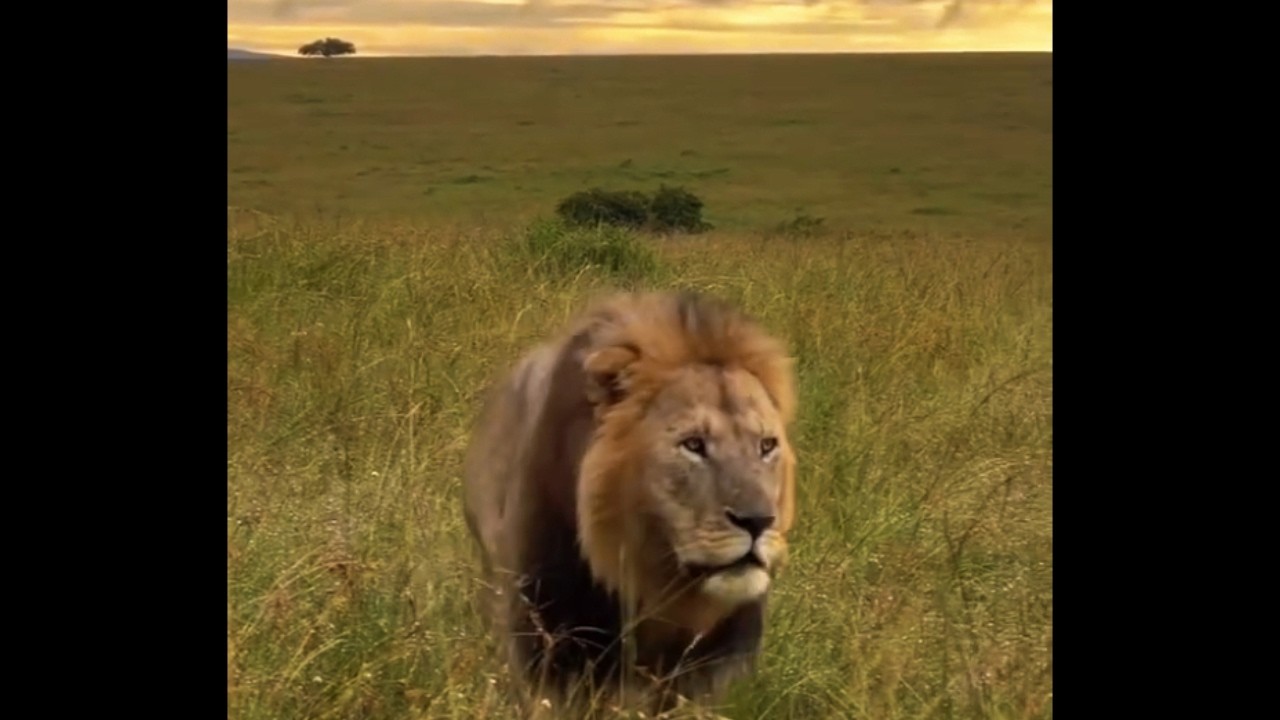 Beloved Orkirikoi Male Lion | Always in Lively mood | Masaimara | Today