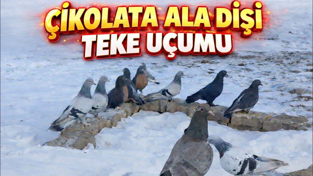 Çikolata Alamızın kanat ısındırması 15 güne hazır❤️