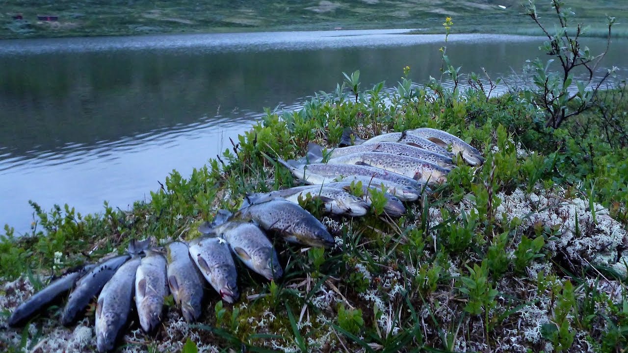 Forollhogna - Blåurdfjellet