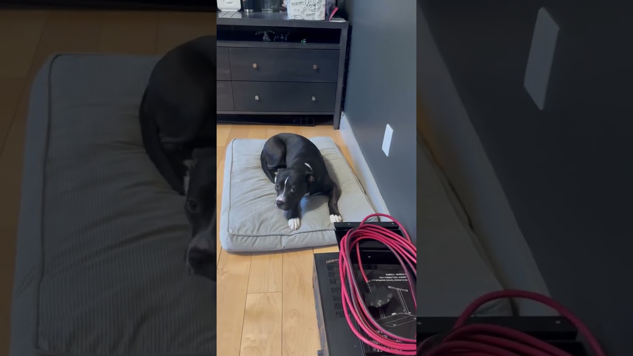 June's Fetch Routine Part 14