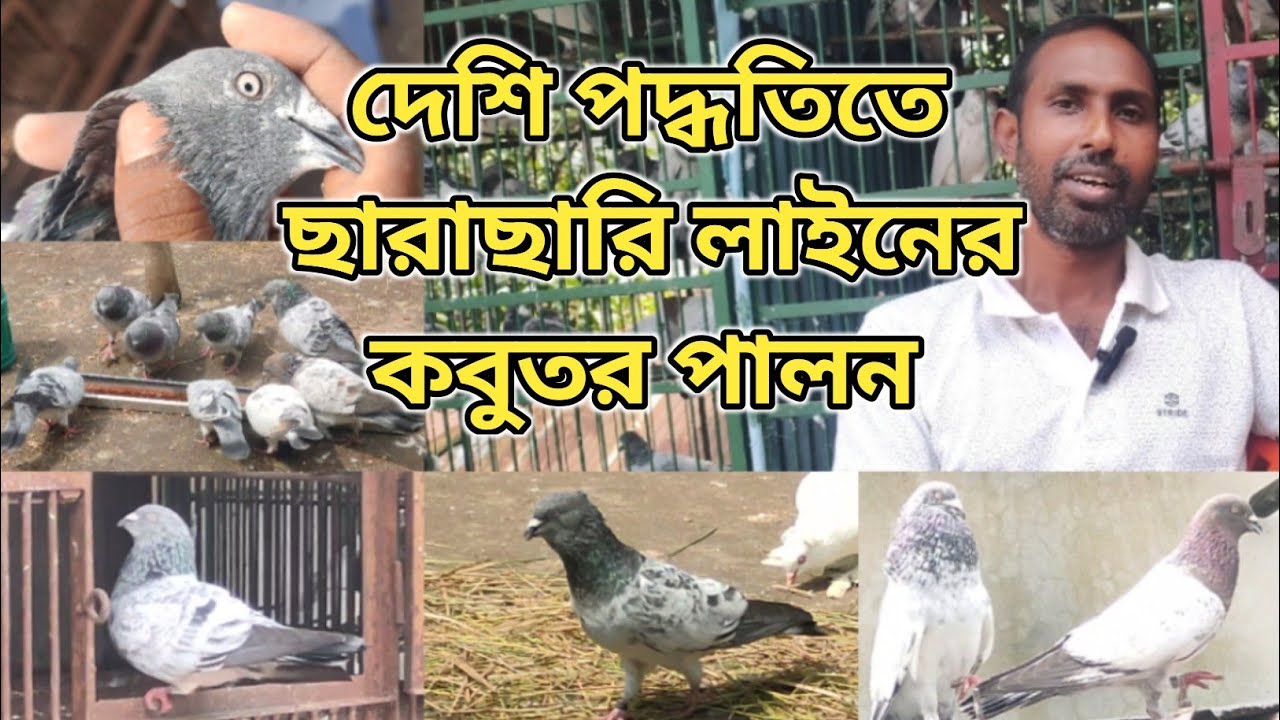 || দেশি পদ্ধতিতে ছারাছারি লাইনের কবুতর পালন || @ShokherKhamar @BirdsCanvas