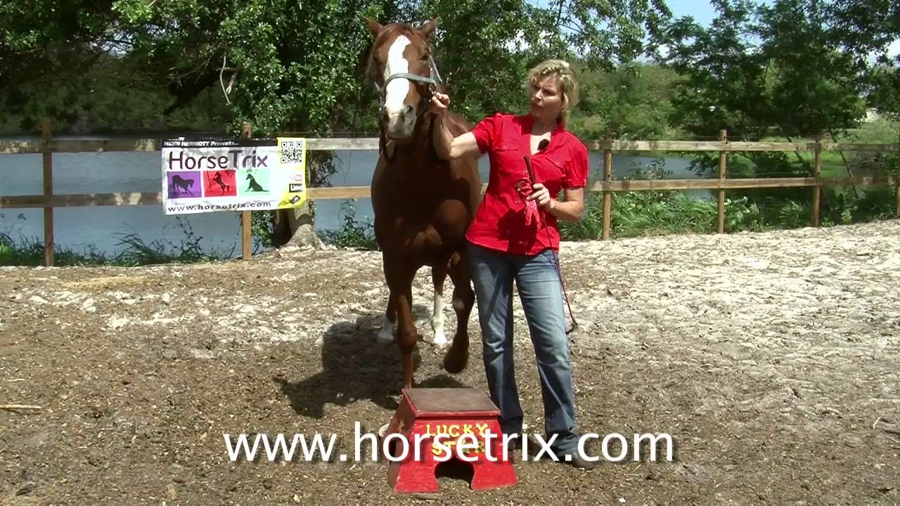 HorseTrix #5 - Training the PICK UP WITH MOUTH
