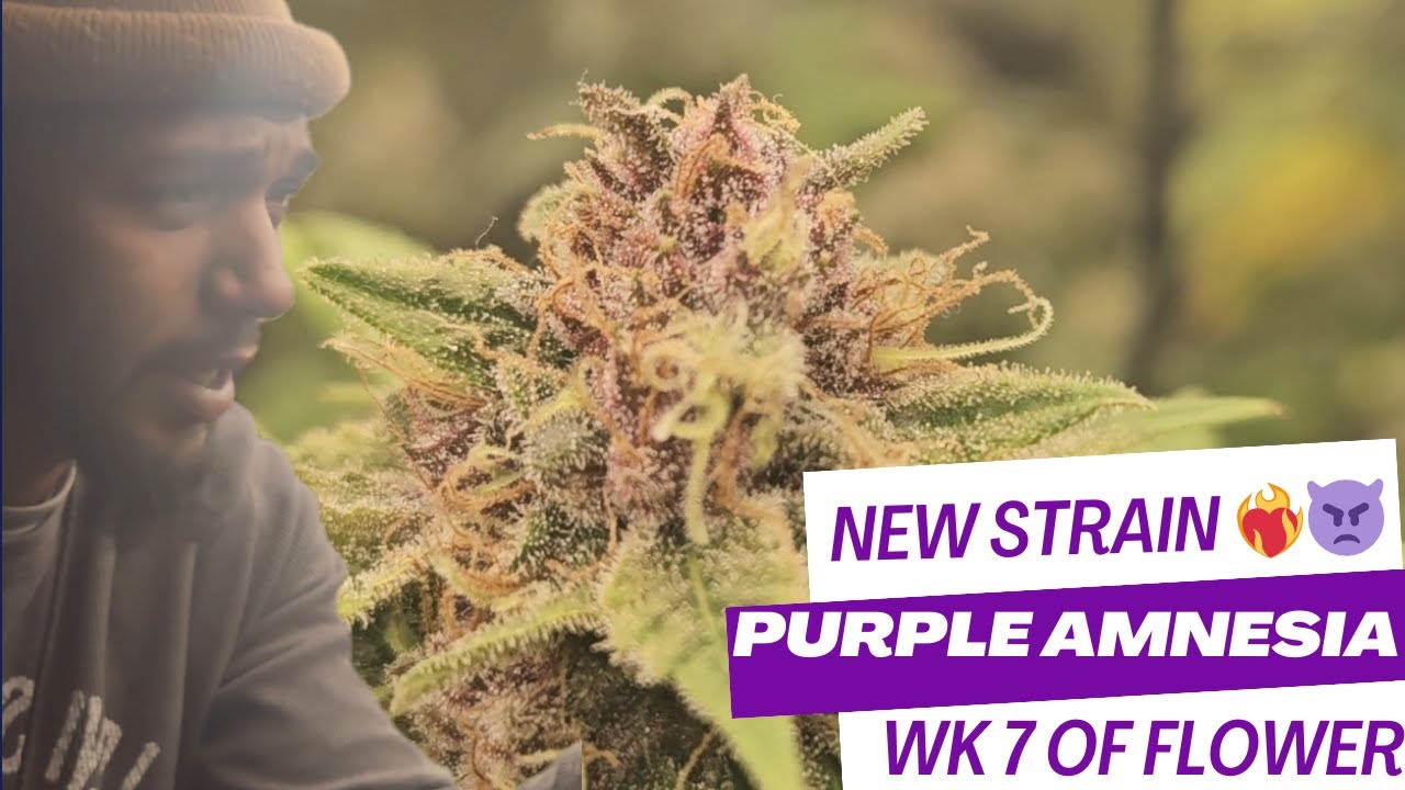 New Cannabis Strain 2024 - PURPLE AMNESIA (Amnesia X Purple Punch) Week 7 of Flower