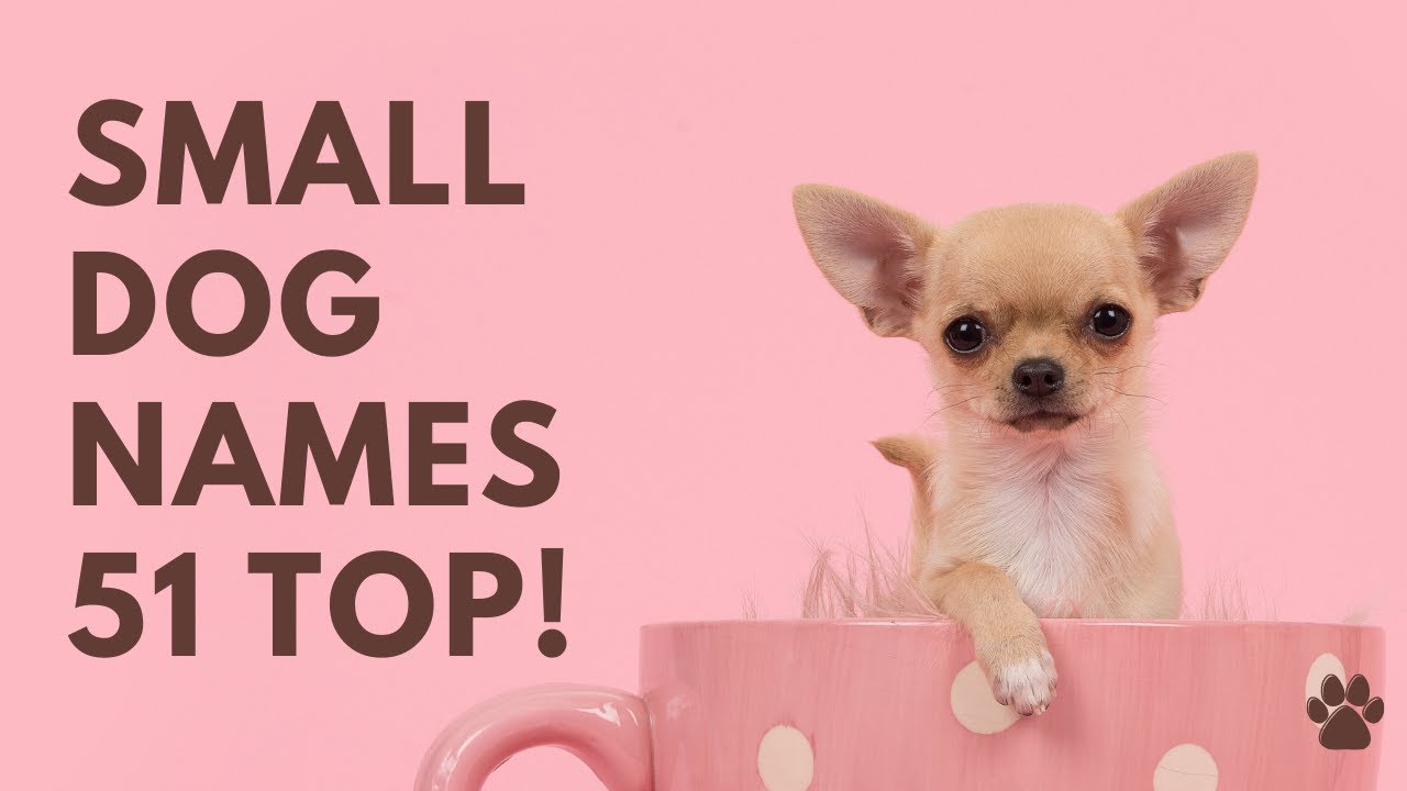 🐶 Small Dog Names 51 BEST 🐾 TOP 🐾 CUTE 🐾 Ideas | Names