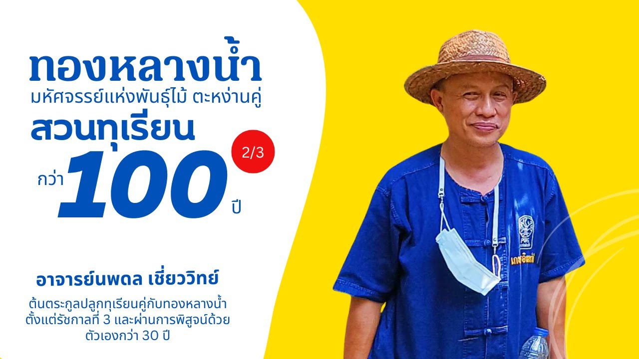 🔴  ปลูกทุเรียน โตและรอดด้วยต้นทองหลางน้ำ ภูมิปัญญากว่า 100 ปี #สวนทุเรียน  ตอน 2/3 (พร้อมแขกพิเศษ)