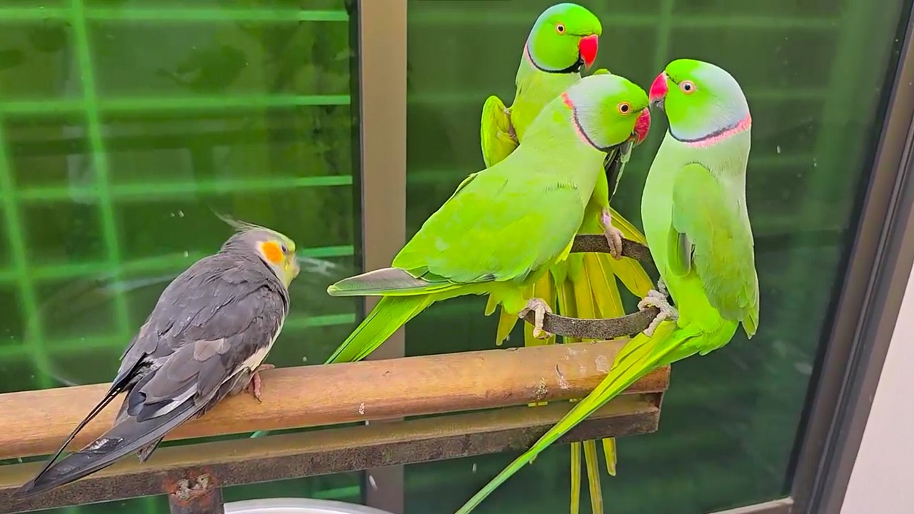 On There Stand Funny Parrots Talking And Dancing