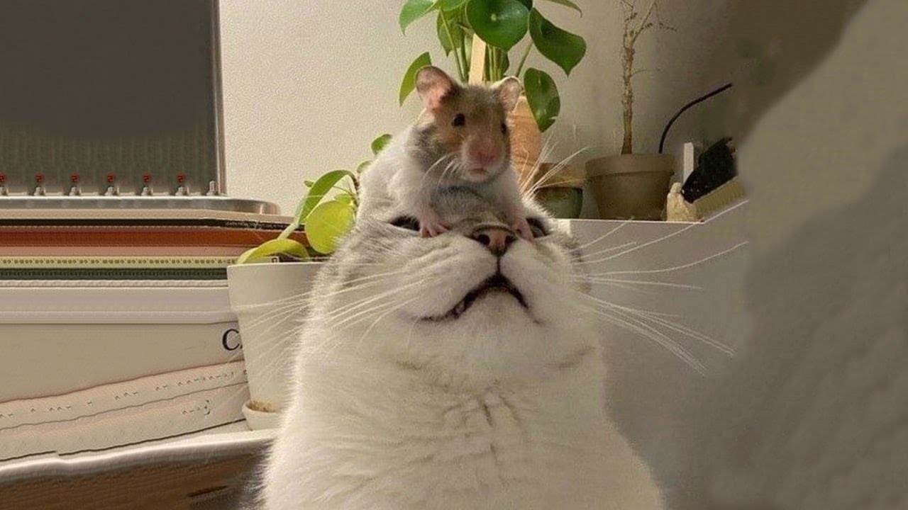 Funniest Cats of 2025 Compilation 🐱 Laughing Out Loud! #27