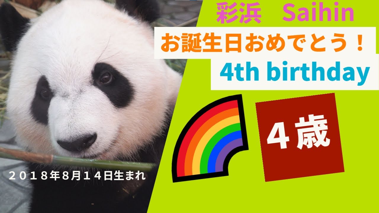 見所は音楽３曲目以降！、遊びの天才、あの子パンダ🌈彩浜が４歳に！７５グラムが巨大成長！、お誕生日おめでとう🎁