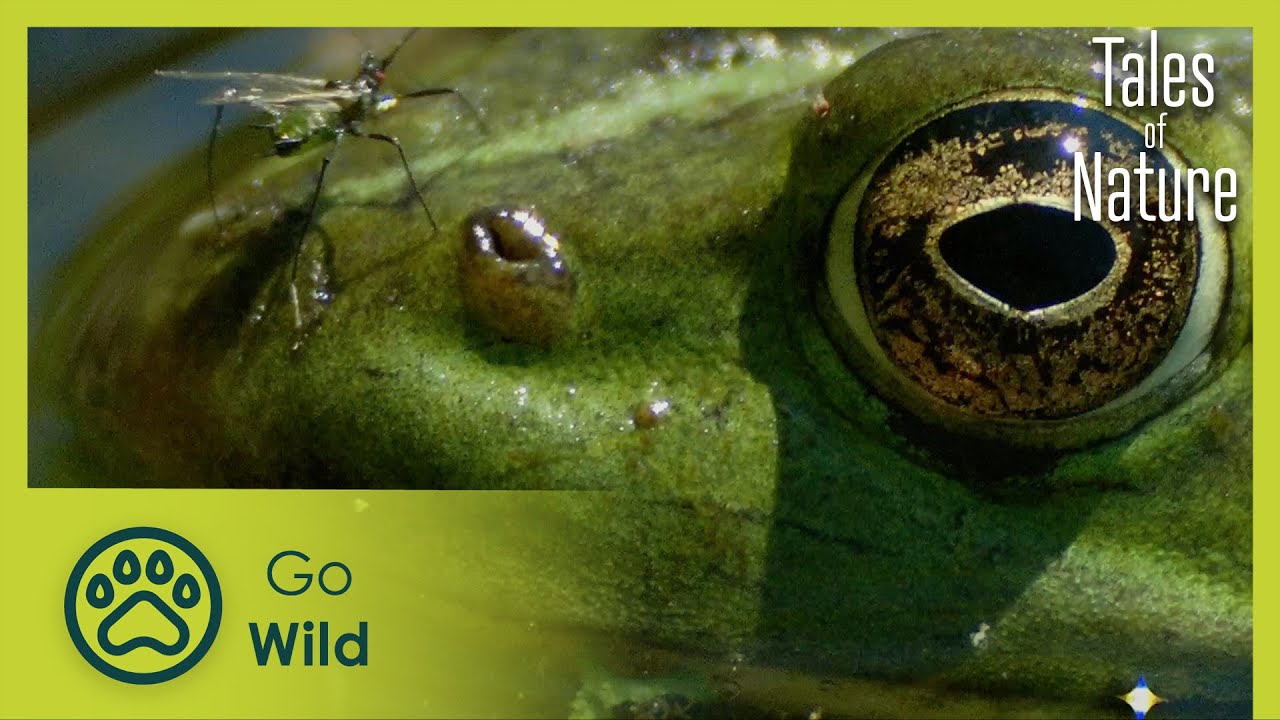 Land of a thousand lakes (La Brenne) | Tales of Nature 8/10 | Go Wild