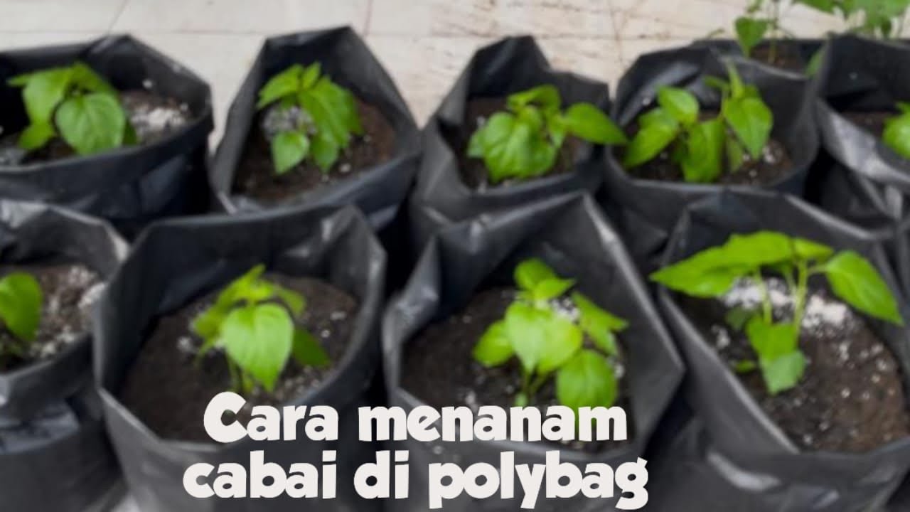 Tanam Cabai : cara menanam cabai di polybag