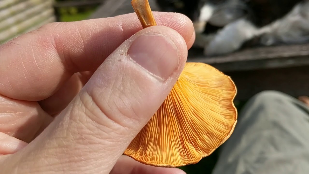 False chanterelle identification