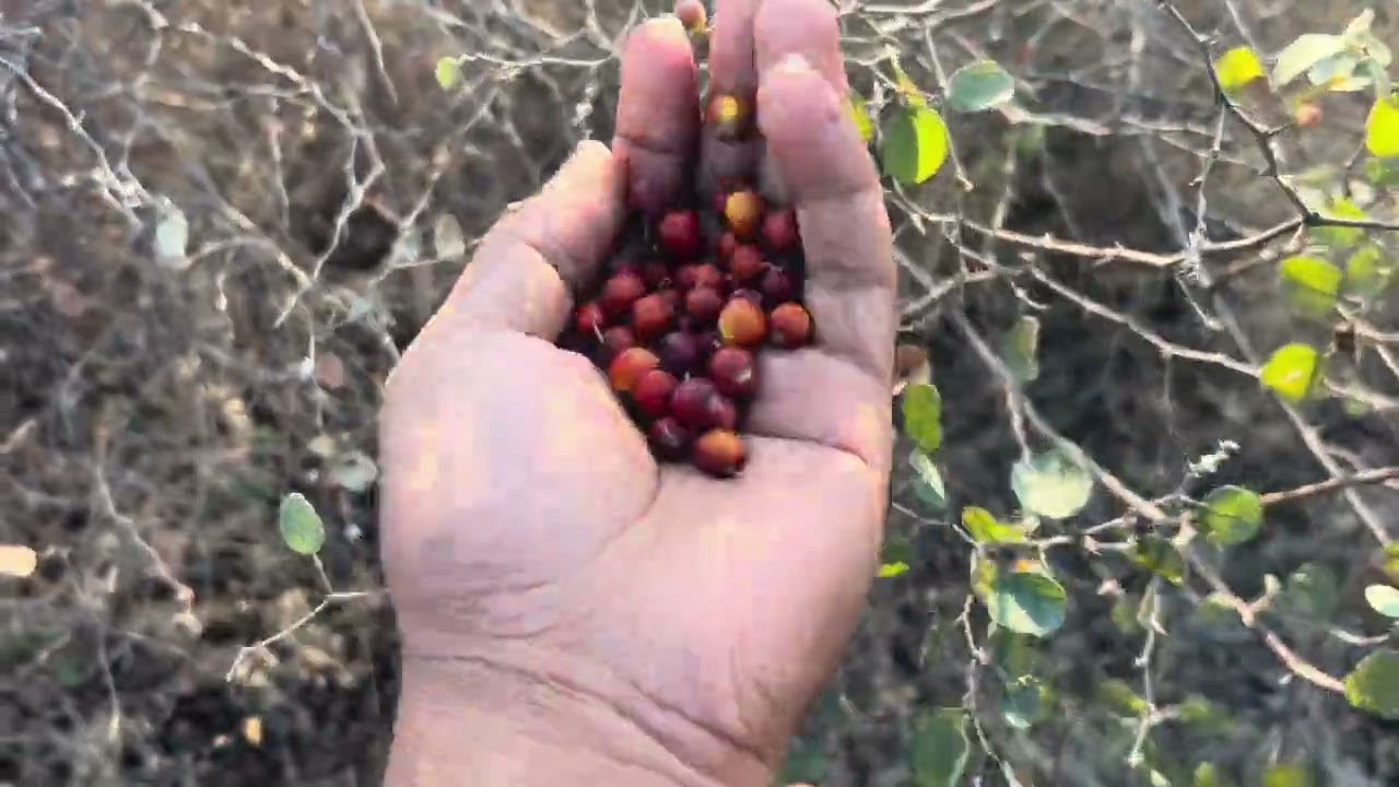 खटे