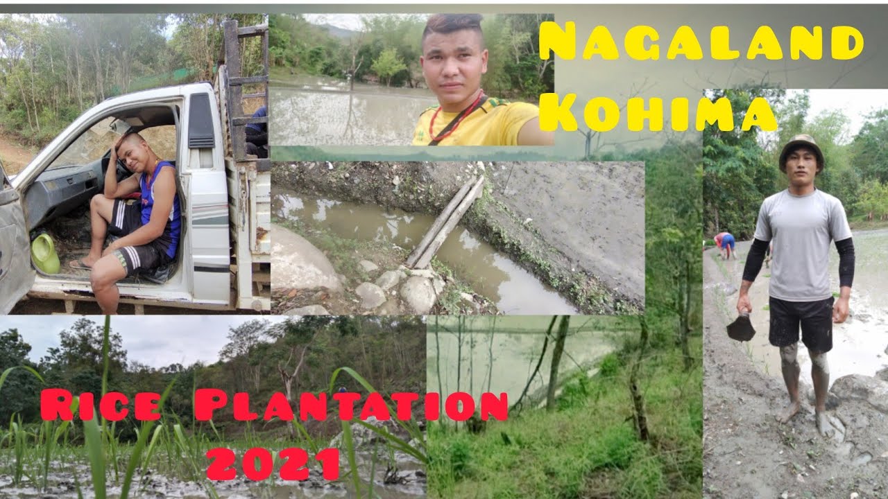 Rice Plantation| Mima Village| 2021| Nagaland-Kohima.