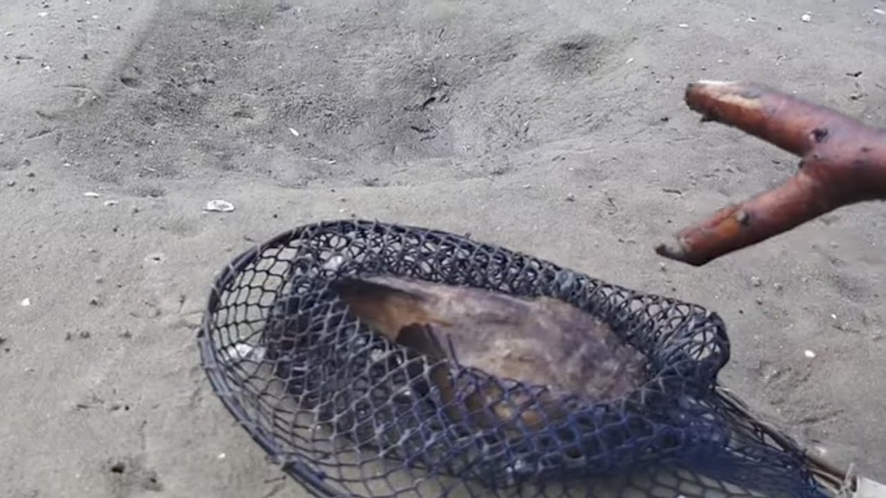 PEIXE BOMBA: NÃO PONHA A MÃO NELE!