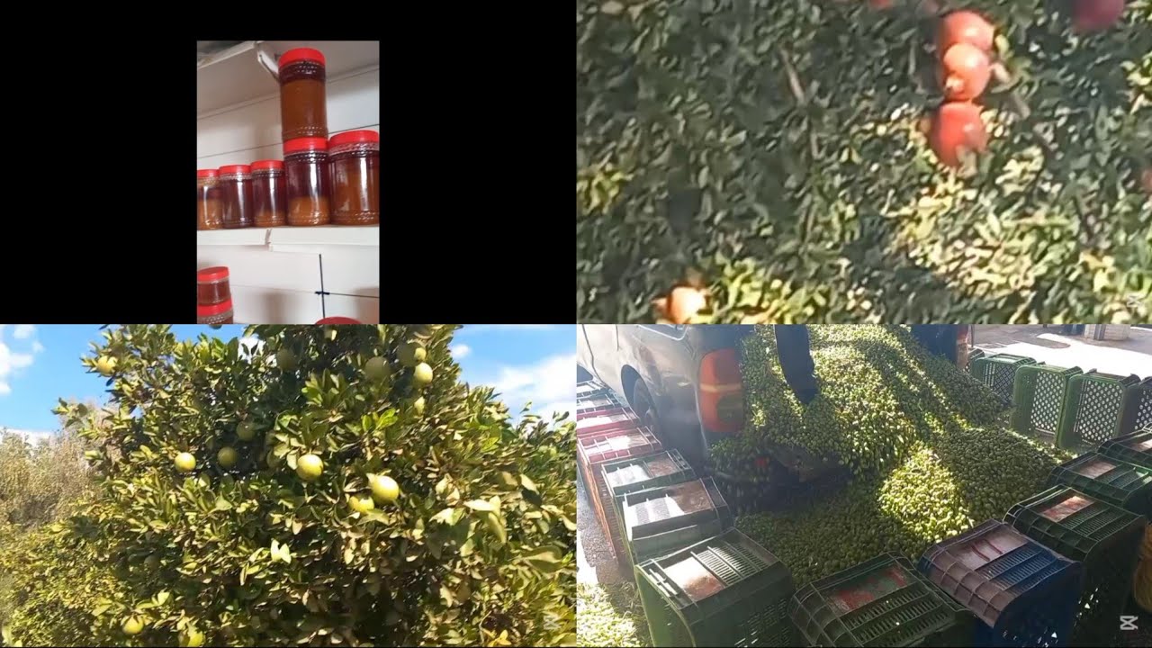 اكتشفوا معايا أسرار زيت الزيتون من الشجرة إلى الزجاجة 🫒جولة في معاصر عصرية ببني ملال  😍#بني ملال