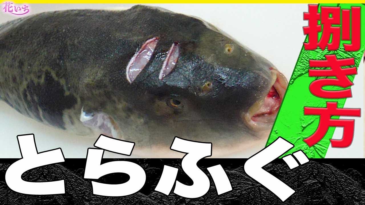 【トラフグ】捌き方！これからフグの免許取る方参考にして下さいね！