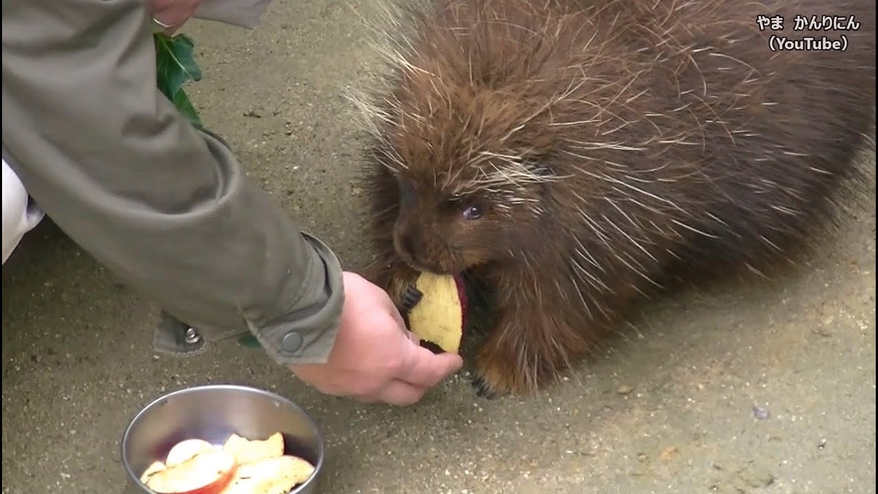 ヤマアラシののんびり動画 / 東山動物園
