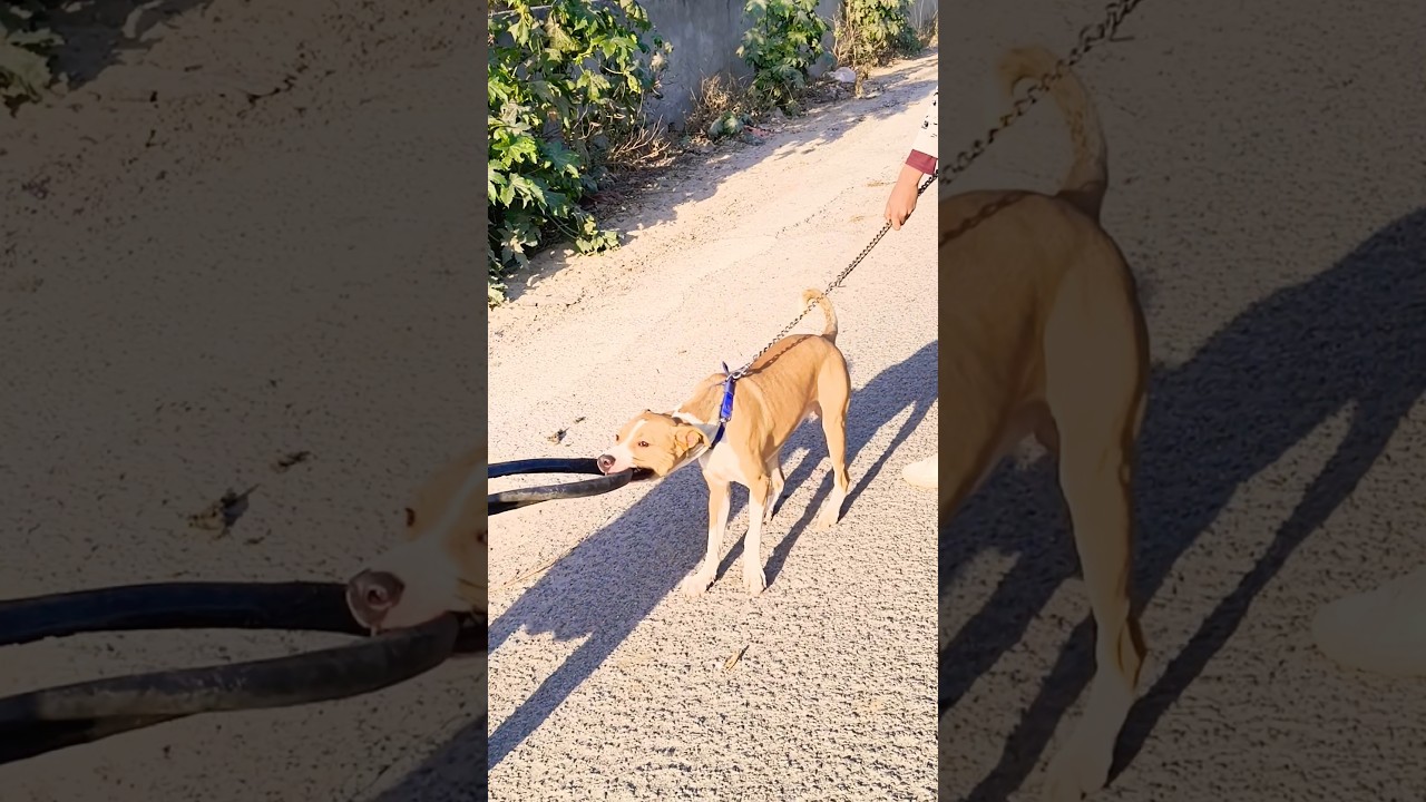 Top 3 Sabse Khatarnak Dogs | No.1 Dekh Kar Dar Jaoge 😱