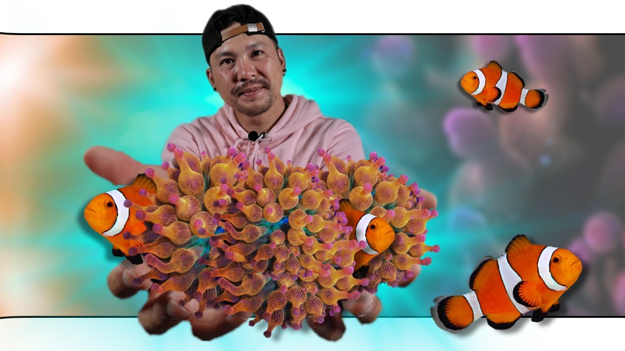 Débuter avec un NANO AQUARIUM pour POISSONS CLOWNS et ANEMONES