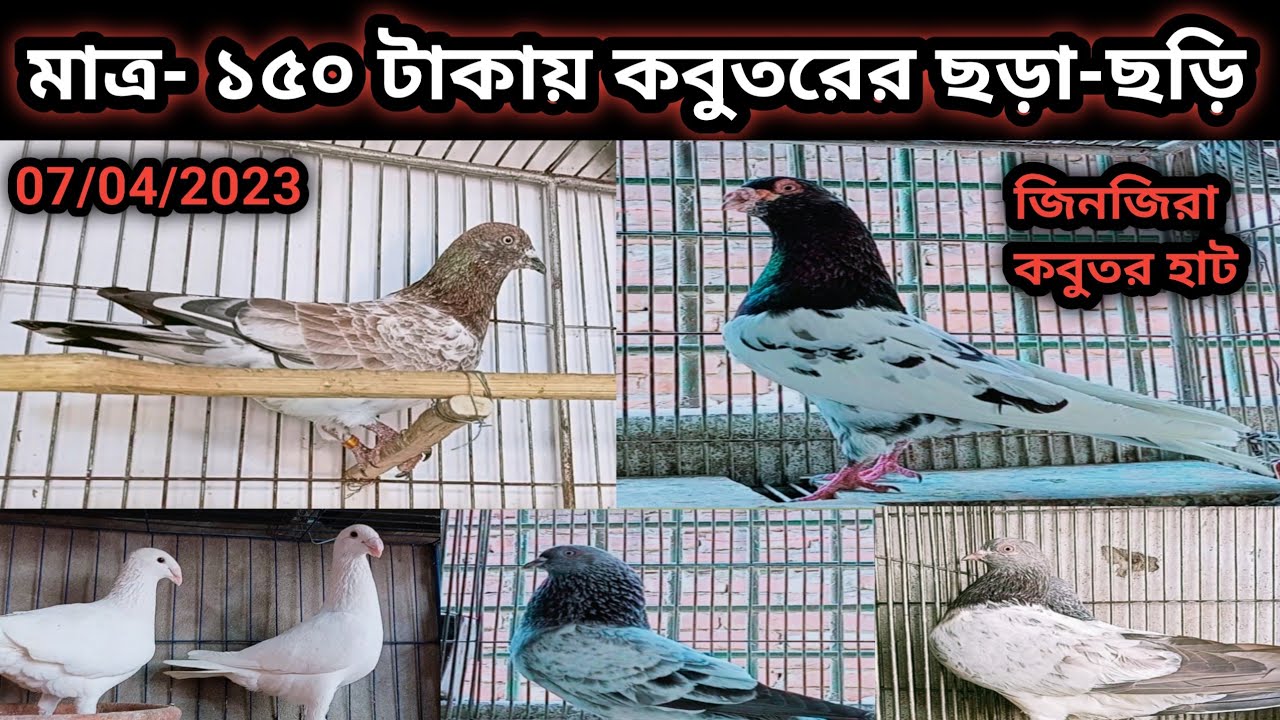 @ ০৭ এপ্রিল।। ১৫০ টাকায় কবুতর। কেরানীগঞ্জ জিনজিরা #কবুতরের #হাট। Jinjira kobutor hat.পুরানা সাপচিলা।